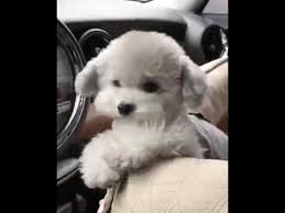 Tatli Bebis Kopek Dog Gifs Furry Friend Small Dogs