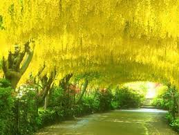 My Travels Romantic Spring Display Most Beautiful Gardens Golden Chain Tree Beautiful Gardens