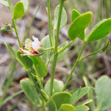 Image result for Zygophlebia villosissima