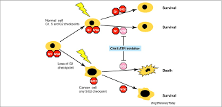 The surface continuity for g0. Targeting The S And G2 Checkpoint To Treat Cancer Sciencedirect