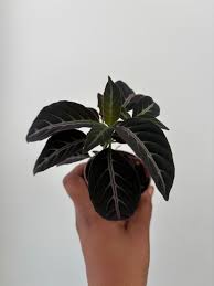 Image result for Ruellia makoyana