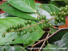 Image result for Antidesma