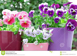 Votre jardinerie en ligne vous propose cette belle plante pour balcon dans un contenant original en mon balcon parisien propose le lilas californien en trois tailles. Balcon Rouge Lilas Pourpre De Pots De Pensees Image Stock Image Du Rose Ressort 106255953