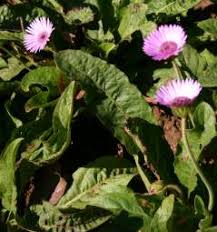 Image result for Gerbera viridifolia