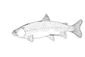 In total we have 15 coloring pages in fishes. Rainbow Trout Coloring Page Novocom Top