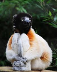 Sifaka Weird Animals Animals Cute Animals
