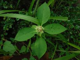 Image result for Euphorbia depauperata