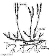 Image result for Lycopodium