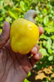Image result for Anacardium occidentale