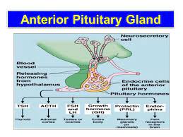 Anterior Pituitary Gland Ppt Video Online Download