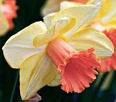 Narcissus Sagitta White Flower Farm Daffodil Flower White Flower Farm Daffodil Bulbs