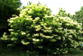 Flowering trees in northern illinois. Last Tree To Flower In Northern Illinois What A Beauty Japanese Tree Plants Tree
