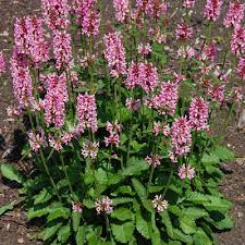 Image result for Stachys