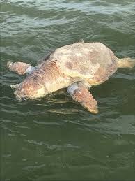 Death And Despair In Southwest Florida Fort Myers Sanibel