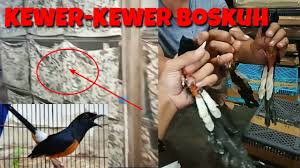 Tentu saja, suara dari murai khas aceh ini akan semakin bagus dengan perawatan yang baik dan intensif. Murah Coy Update Harga Burung Murai Batu Di Agen Burung Fatih Kicau Jakarta Timur Non Gembung Youtube