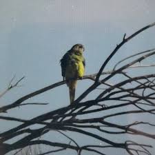 Image result for Monotes elegans