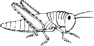 Download it free for your creative projects. Grass Black And White Grasshopper Clipart Black And White Free Wikiclipart