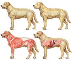 Skeletal Muscular And Internal Anatomical Systems Of The Dog Golden Lab Viewed From The Left Side Poster Sized Individ Dog Anatomy Illustration Veterinary