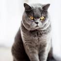 Grey Cat Breeds - PoC