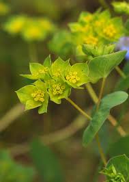 Image result for Coronopus integrifolius