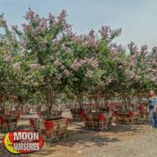 On large shrubs and trees, remove basal suckers, twiggy growth, crossing branches, and. Muskogee Crape Myrtle Flowering Trees Moon Valley Nurseries