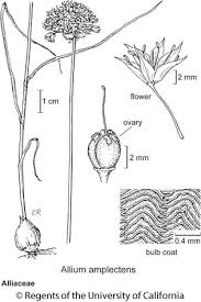 Image result for Alliaceae