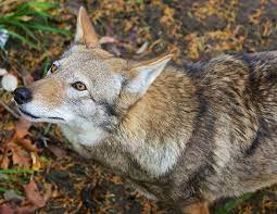 Pdza Rw1 Red Wolf Wolf Photos Wild Dogs