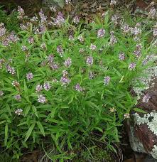 Image result for Psoralea arborea
