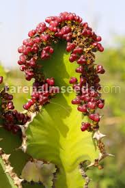 Image result for Euphorbia cooperi