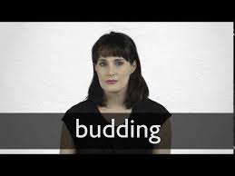Budding Definition And Meaning Collins English Dictionary