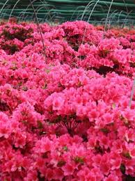 Azaleen benötigen viel wasser, vertragen aber staunässe und ballentrockenheit überhaupt nicht. Rhododendron Nakaharai Drapa R Japanische Azalee Drapa Gunstig Kaufen