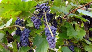 Image result for Vitis