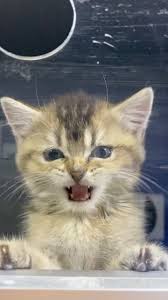 Hospiveteriner Orijinal Ses In 2020 Animals Cats