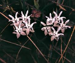 Image result for Asclepias cucullata