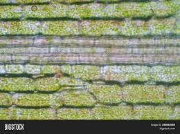 Maybe you would like to learn more about one of these? Plant Cell Under Image Photo Free Trial Bigstock