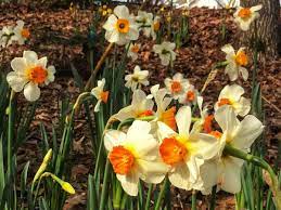 10 Daffy Tips For Daffodils Front Flower Beds Trees To Plant Daffodils