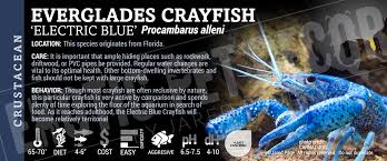 Image result for Vepris allenii