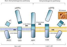 Mam And C99 Key Players In The Pathogenesis Of Alzheimer S Disease Sciencedirect