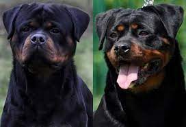 Giant German Rottweiler Puppies For Sale Washington King Rottweilers