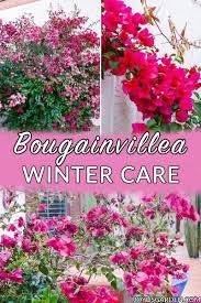 Bougainvillea Winter Care Tips Joy Us Garden Bougainvillea Blooming Plants Bougainvillea Care