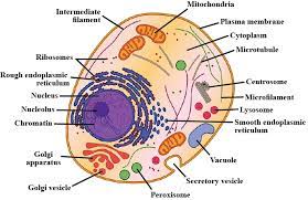 Maybe you would like to learn more about one of these? Draw A Neat Labelled Diagram Of Animal Cell
