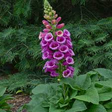 Image result for Digitalis purpurea