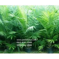 Semai benih sawit unggul seu supreme. Jual Bibit Sawit Unggul Cv Alam Makmur Palembang Sumatera Selatan Indotrading
