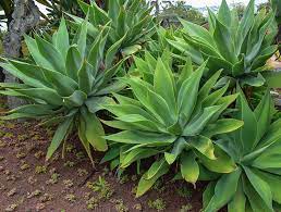 Water your cacti when the roots dry out and inspect your plants regularly. Agave Attenuata Buying Growing Guide Trees Com