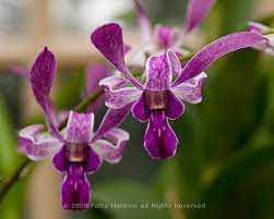 Easter Bunny Ito Orchids Orchids Dendrobium Orchids Flower Images