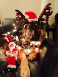 German Shepherd Xmas Pet Christmas Pictures German Shepherd Christmas Animals