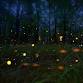 Fireflies: Bioluminescence in the Night