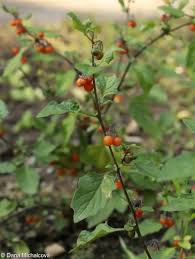 Image result for Solanum villosum