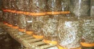 Ternak kroto untuk pemula 100% berhasil (panen) setelah melakukan proses diatas dengan benar, maka dalam kurun waktu 2 sampai 3 bulan kroto sudah dapat dipanen. Cara Ternak Kroto Untuk Pemula Niatku Com
