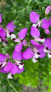 Image result for Moraea stricta